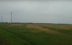 Засуха в Одесской области,гибель урожая в Одесской области,Максим Куцый,засуха в Украине