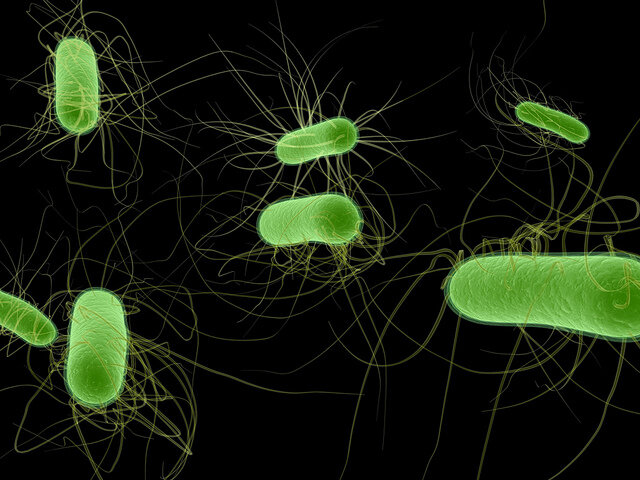 бактерия в кишечнике Lachnospiraceae