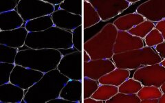 клетки редакция