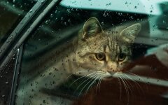 Прогноз погоди в Україні / Фото: Unsplash