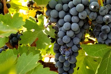 Виноград в Україні