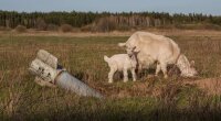 Экоцид в Украине