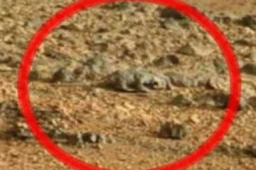 На Марсе нашли ящерицу