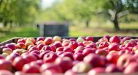 Ціни на яблука в Україні