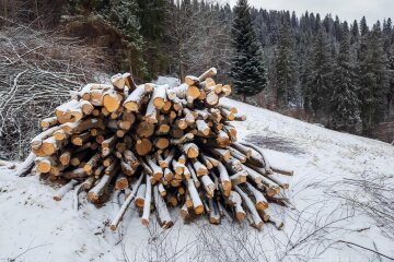 Дрова у лісі