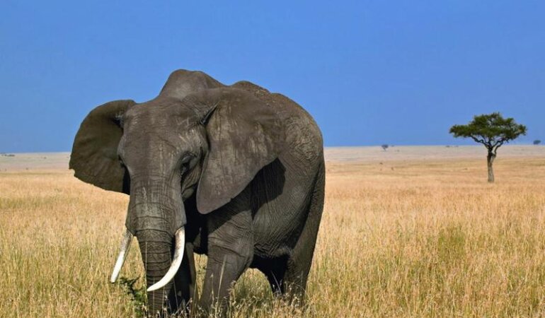 Слон Зимбабве