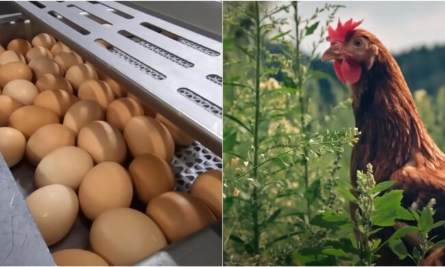 Цены на курятину и яйца