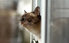 тепло потепление