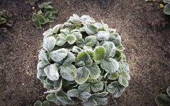 Погода в Украине, погода в Киеве, прогноз погоды, заморозки