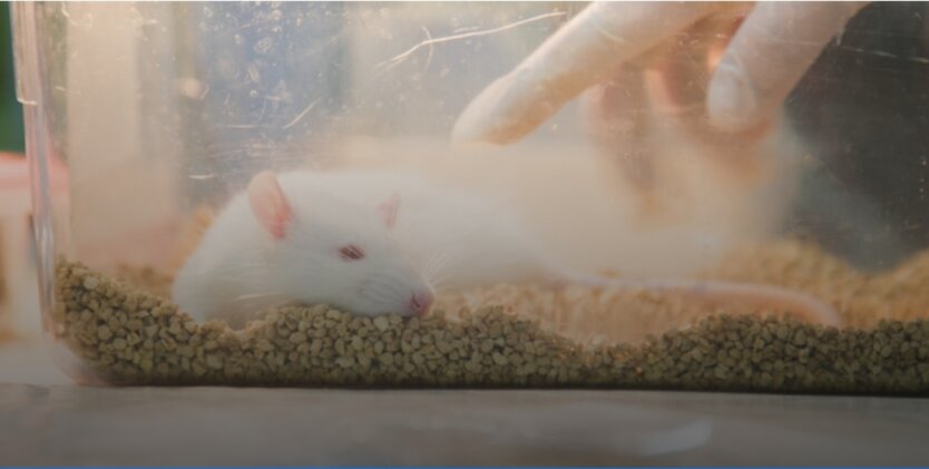 Лабораторная крыса