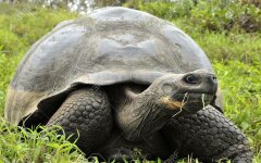 The Galapagos tortoise or Galapagos giant tortoise (Chelonoidis nigra).