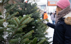 Продаж ялинок