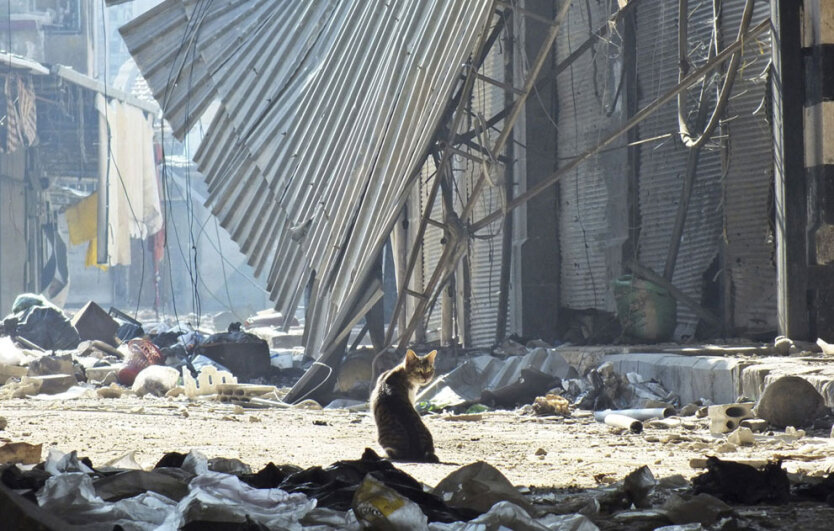 Кот сидит среди развалин в городе Хомс. 