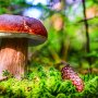 Білий гриб