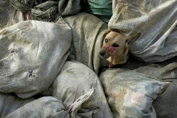 издевательства над животными