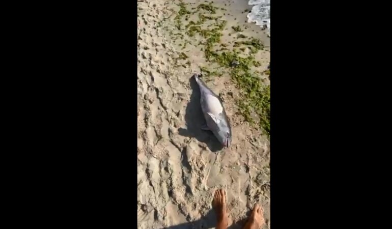 Мертвый дельфиненок, одесский пляж, танкер Delfi