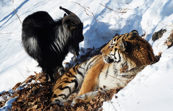 тигр и козел