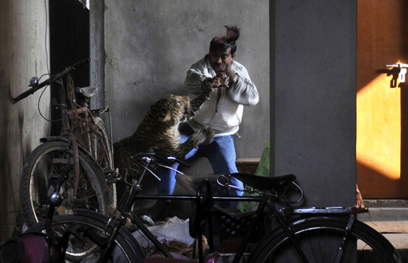 Леопард напал на индийского чернорабочего в жилом районе Силпухукхури индийского города Гувахати. 