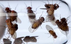 мухи дрозофилы