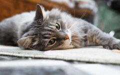 Прогноз погоды в Украине