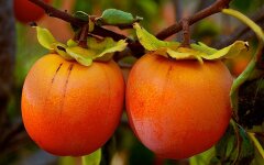 Ціни на хурму в Україні