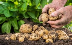 В Украине втрое подорожала картошка