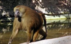 Ученые обнаружили говорящих обезьян