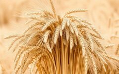 Пшеница