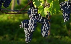 Цены на виноград, цены на продукты, дефицит