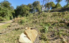 вырубка леса