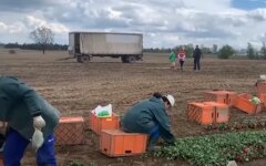 Украинские заробитчане, НБУ, денежные переводы