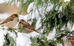 Прогноз погоды в Украине