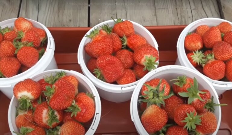 В Украине подорожала клубника,рост цен на клубнику,урожай клубники,купить клубнику