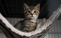 koshka