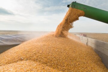 Білорусь дозволить транзит українського зерна з портів Литви, - ООН