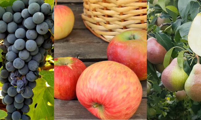 Цены на виноград, яблоки и груши