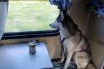Перевозка собак в поездах