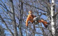 В Украине астрономически вырастут штрафы за вырубку деревьев