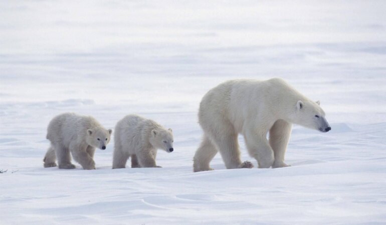 белые медведи
