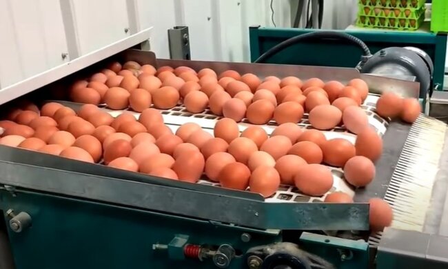 Виробництво яєць