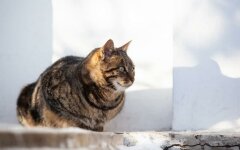 Погода в Украине, прогноз погоды, Наталья Диденко