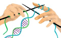 теломеры хромосомы