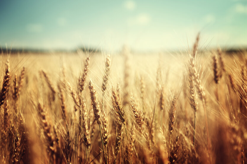 Сельское хозяйство Украины. Пшеница