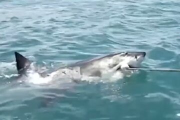 Нападение акулы, Египет, украинские туристы