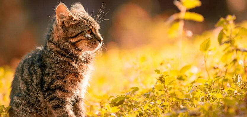 Прогноз погоды в Украине / Фото: Pexels