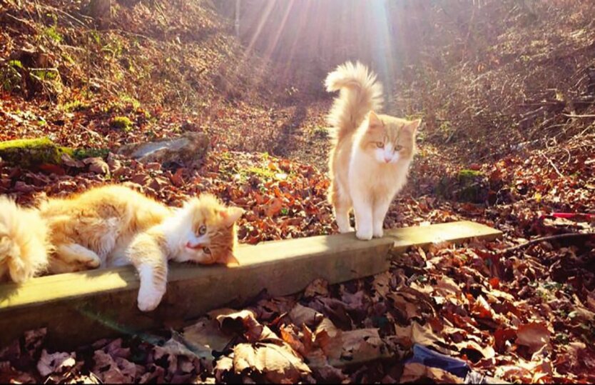 Прогноз погоды в Украине / Фото: pinterest.es