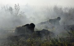 ООС сводка