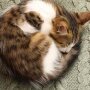 "Кот клубком"