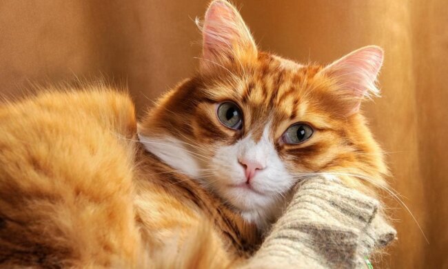 Прогноз погоди в Україні