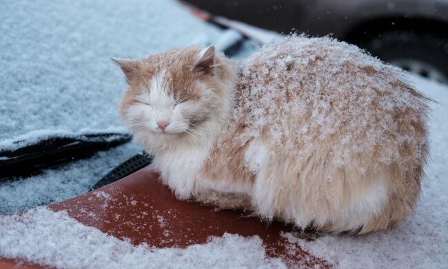 Погода в Украине зимой / Фото: PetPlace